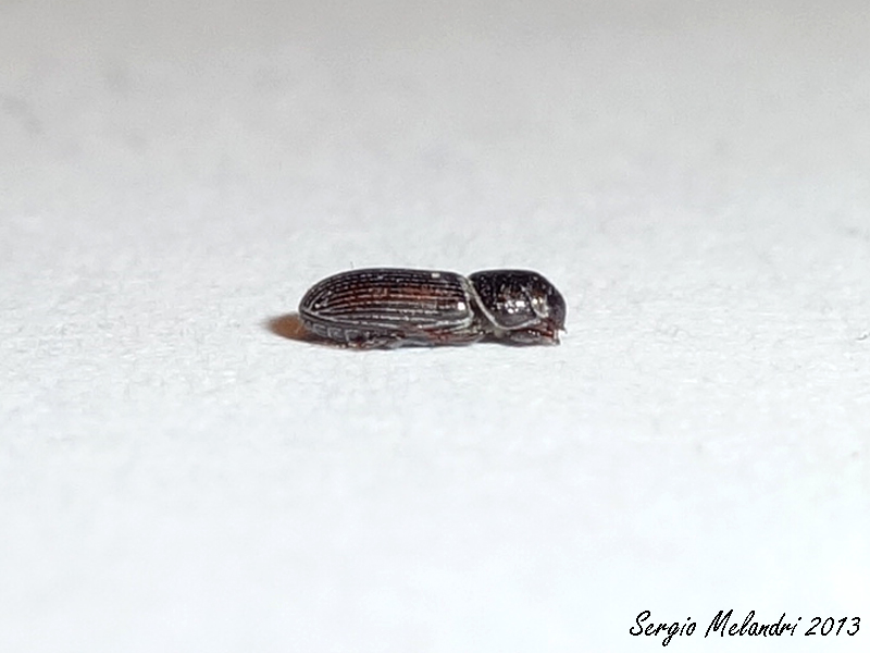 Pleurophorus sp. - (Aphodiidae)